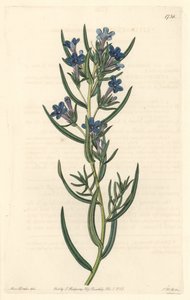 Gremil a rosemary leaves, native to Sicily - Water forte by S. Watts from an illustration by Sarah Anne Drake (1803-1857), from Botanical Register 作： Sydenham Teast Edwards