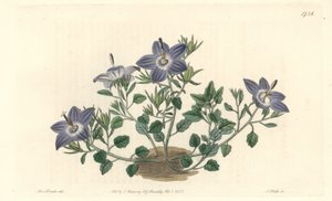 イタリア原産のHairy-leaved Campanule - Sarah Anne Drake (1803-1857)のイラストからS.Wattsが描いた強い水、Botanical Registerより。 作： Sydenham Teast Edwards