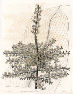インドのハワイアン・スピナード（葦） - イギリスのSydenham Edwards（1768-1819）のBotanical Registerに掲載されているSarah Anne Drake（1803-1857）のイラストをS.Wattsがエングレーヴィングしたもの。 作： Sydenham Teast Edwards