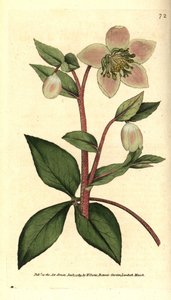 ヘレボア（エルレボア）の色が濃い、または黒い - 色が濃い、または紫色のヘレボア（Helleborus lividus）。William Curtis