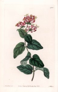 ハーブ・ヴァリエーション - イギリス、サイデナム・エドワーズ（1768-1819）の植物図鑑に掲載されたサラ・アン・ドレイク（1803-1857）のイラストをもとに、S.Wattsがエングレーヴィングしたプレート。 作： Sydenham Teast Edwards
