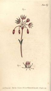 7つの雌しべを持つ両性具有の花、Heptagynia, Septas capensis。William Curtis