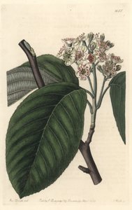 ヒマラヤナナカマド - S. Watts Strong Water、Sarah Anne Drake (1803-1857)のイラストより、Botanical Registerより。 作： Sydenham Teast Edwards