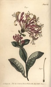 ハニーサックル、Lonicera caprifolium、Monogynia。William Curtis