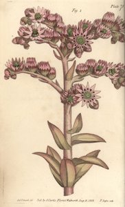 ハウスリーク（Sempervivum tectorum）、ドデカジニア（Dodecagynia）、12の雌しべを持つ両性具有の花。植物園で行われたウィリアム・カーティスの植物学講義のために、シデナム・エドワーズが描いた植物図版を、F・サンソムが手彩色銅版画にしたもの。 作： Sydenham Teast Edwards