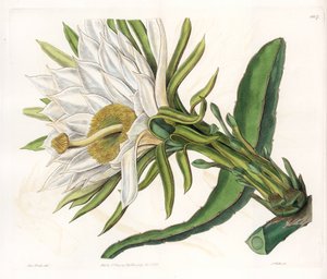 Hylocereus flower, variety of epiphytic cactus - Plate engraved by S.Watts, from an illustration by Sarah Anne Drake (1803-1857), from the Botanical Register of Sydenham Edwards (1768-1819), England