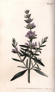 ヒソップまたはオフィシナルヒソップ。ランベス植物園（イギリス）の植物会議のために、サイデナム・エドワーズ（1768-1819）が描いたカラー銅版画。