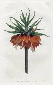 インペリアル・フリチラ（インペリアル・クラウン） - Sydenham Edwards（1768-1819）によるリトグラフ、William Curtis