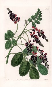 Indigofera Variete - イギリスのSydenham Edwards (1768-1819)のBotanical Registerに掲載されたSarah Anne Drake (1803-1857)のイラストをS.Wattsがエングレービングしたプレート。 作： Sydenham Teast Edwards