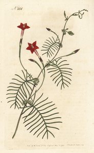 Ipomee quamoclite or quamoclite pennee or ipomee a red leaf - Cypress vine or winged leaved ipomoea, Ipomoea quamoclit.ロンドンのWilliam Curtis