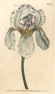 Iris florentina, Iris germanica nothovar.William Curtis