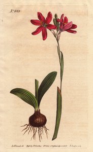 南アフリカのユリ科のイクシア・ピンク。球根と葉で説明。薔薇色のイクシア、南アフリカ産のユリ科の美しいピンク色の花、左の球根と葉と一緒に写っています。Ixia latifolia (Ixia capillaris)です。手彩色の銅版画エン