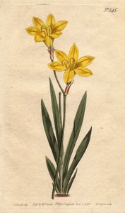 鮮やかなレモンイエローの花を咲かせる、硫黄色のイクシア。鮮やかなレモンイエローの花を咲かせる硫黄色のイクシア。Ixia bulbifera.ウィリアム・カーティスの "Botanical Magazine "17号に掲載されたSydenham Edwardsの植物図鑑からの手彩色銅版画。 作： Sydenham Teast Edwards