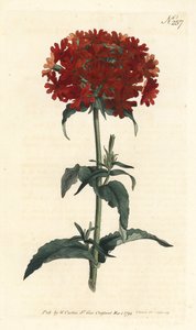 エルサレムの十字架-燃えるような愛、Silene chalcedonica（スカーレット・リクニス、Lychnis chalcedonica）。ロンドンのWilliam Curtis