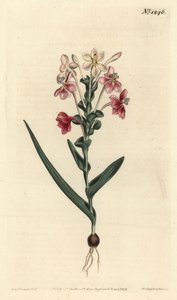 Lapeirousia pyramidalis (Leafy-spiked lapeyrousia, Lapeyrousia fissifolia).William Curtis