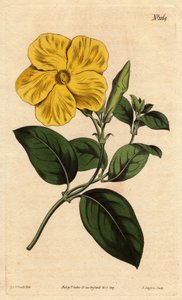 鮮やかな黄色の花を咲かせる大型のサバンナフラワー、ジャマイカやサントドミンゴに自生。鮮やかな黄色の大きな花を咲かせるサバンナの花、ジャマイカやサントドミンゴのサバンナに自生する。Echites suberecta.植物図鑑からの手彩色銅版画
