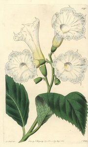 大輪の花を咲かせるコルディア（Cordia grandiflora）。Sydenham Edwards