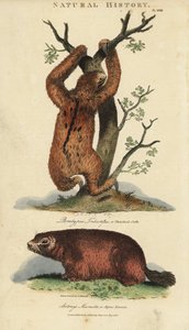 怠け者の三枚目のナマケモノ、またはaiとマーモット - 三枚目のナマケモノ、Bradypus tridactylusとアルパインマーモット、Marmota marmota（Arctonys marmota）。John Mason Goodの『Pantologia, a New Encyclopedia』からSydenham Edwardsによる手彩色の銅版画、G. Kearsley, L.
