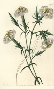 レバノンカーネーション（絶滅危惧種） - レバノンのピンク、Dianthus libanotis。絶滅危惧種。Sydenham Edwards