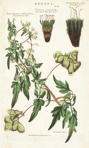 Liane heart of India or peas de coeur et deux variete de mousses - Balloon plant or smooth heart-seed, Cardiospermum halicacabum, close-leaved fern fork-moss, Dicranum osmundioides, and brown fork-moss, Dicranum fuscescens.手彩色の銅版画