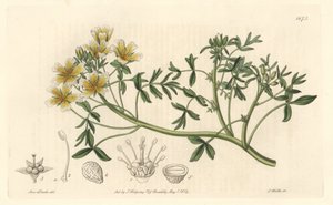 Limnanthe, originally from California - S. Watts Strong Water from an illustration by Sarah Anne Drake (1803-1857), from the Botanical Register 作： Sydenham Teast Edwards