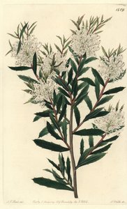 Linar-leaved hakea, Hakea linearis.Sydenham Edwards