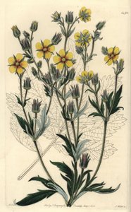 Long-leaved cinquefolia variete - Potentilla longifolia (Viscid cinquefoil, Potentilla viscosa).Sydenham Edwards