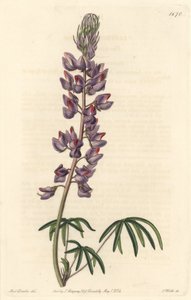 細い葉を持つルパン - Sarah Anne Drake (1803-1857)のイラストからS.Wattsが描いた強い水、Botanical Registerより。 作： Sydenham Teast Edwards