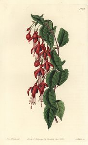 マゼランフクシア - ハミングバードフクシア、Fuchsia magellanica（バルーンフラワーフクシア、Fuchsia globosa）。Sydenham Edwards
