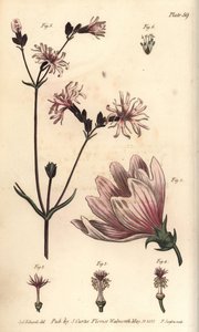マロー（Malva sylvestris）、モナデルフィア 作： Sydenham Teast Edwards