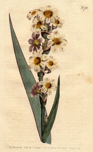 白、黄色の縞模様の花と紫のラインが入ったマリカ。白、黄色、純白の縞模様の花を咲かせる縞模様の花のマリカ。Marica striata（マリカ・ストリアータ）。ウィリアム・カーチスの「B」に掲載されているシデナム・エドワーズの植物図鑑からの手彩色銅版画。 作： Sydenham Teast Edwards