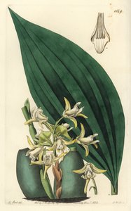 Maxillaria palmifolia orchid (Pale yellow maxillaria, Maxillaria decolor).Sydenham Edwards