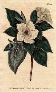 Melhania Saint Helena with white flowers.St.Helena 赤い木に白い花が咲く。Melhania erythroxylon（メルハニア・エリスロキシロン）。William Curtis