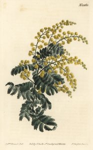 Mimosa - Downy wattle, Acacia pubescens, vulnerable (Hairy-stemmed mimosa, Mimosa pubescens).William Curtis