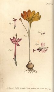 Monandria 1,2、金の布Crocus angustifolius (Triandria) 3、魅惑のナイトシェードCircaea alpina (Diandria) 4,5。Sydenham EdwardsがWilliam CurtisのLecture on Botanyに寄稿した植物図鑑の手彩色銅版画。