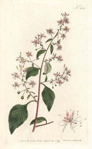 モスキートフラワーまたはメキシカンロペシア、Lopezia racemosa。ロンドンのWilliam Curtis