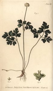 麝香草、Adoxa moschatellina、Tetragynia、花1と雌しべ2,3。William Curtis