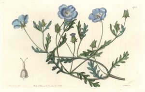 Namophile maculee（カリフォルニア原産） - Sarah Anne Drake（1803-1857）のイラストからS.Wattsが作成したWater forte（植物図鑑より）。 作： Sydenham Teast Edwards