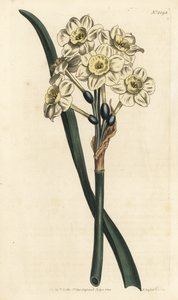 Narcissus a bouquet - Bunch-flowered daffodil, Narcissus tazetta (Pale-cupped white garden narcissus; Narcissus orientalis) - William Curtis