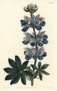 Nootka Lupin - Nootka-Sound Lupin, Lupinus nootkatensis.William Curtis