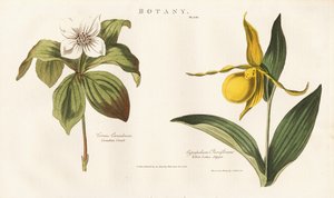  作： Sydenham Teast Edwards