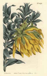 オレンジ色のノッディングヘッドまたはマウンテンダリア、Liparia splendens（ルスカス葉のリパリア、Liparia sphaerica）。William Curtis