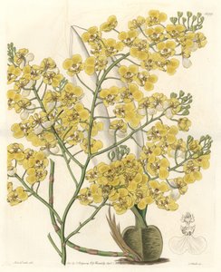 ニュージーランド原産の黄色い花を咲かせる蘭（Oncidium ampliatum） - Sarah Anne Drake（1803-1857）のイラストからS.Wattsが描いたWater forte（Botanical Registerより 作： Sydenham Teast Edwards