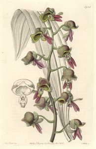 蘭 Catasetum、ツートンカラーの花、ギアナ原産 - Sarah Anne Drake (1803-1857)のイラストからS.Wattsが描いたWater forte、Botanical Registerより。 作： Sydenham Teast Edwards