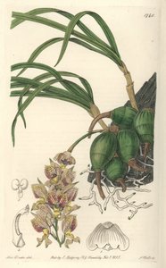 黄色と紫の花を咲かせるブラジル原産の蘭「グロビヤ」 - Sarah Anne Drake (1803-1857)のイラストからS.Wattsが描いたウォーターフォルテ、Botanical Registerより。 作： Sydenham Teast Edwards