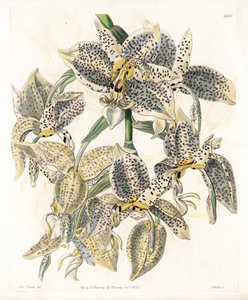 蘭。Stanhopea variety, neotropical - Plate engraved by S.Watts, from an illustration by Sarah Anne Drake (1803-1857), from the Botanical Register of Sydenham Edwards (1768-1819), England 作： Sydenham Teast Edwards
