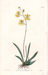 蘭。ハイチとサントドミンゴの固有種、Variete Tolumnia guianensis - イギリスのSydenham Edwards (1768-1819)のBotanical Registerに掲載されたSarah Anne Drake (1803-1857)のイラストをS.Wattsがエングレーヴィングしたもの。 作： Sydenham Teast Edwards