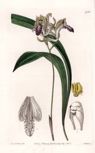 蘭。Variety of Bletia of America - イギリスのSydenham Edwards (1768-1819)のBotanical Registerに掲載されたSarah Anne Drake (1803-1857)のイラストをS.Wattsがエングレーヴィングしたもの。 作： Sydenham Teast Edwards