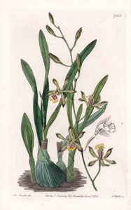 Orchid: epidendre grele - イギリス、Sydenham Edwards (1768-1819)のBotanical Registerに掲載されたSarah Anne Drake (1803-1857)のイラストをS.Wattsがエングレービングしたボード。 作： Sydenham Teast Edwards