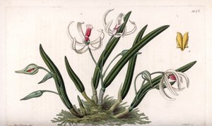 蘭：レプトテスのミニチュア品種 - イギリスのSydenham Edwards(1768-1819)のBotanical Registerに掲載されたSarah Anne Drake(1803-1857)のイラストをS.Wattsがエングレーヴィングしたもの。 作： Sydenham Teast Edwards
